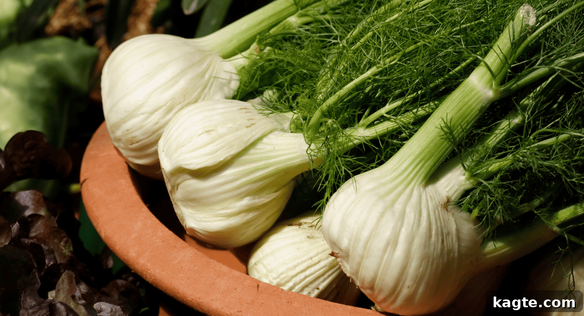 12 Savvy Celery Swaps 9 A fresh fennel bulb with delicate, feathery green fronds still attached, showcasing its layered structure and pale green-white color.